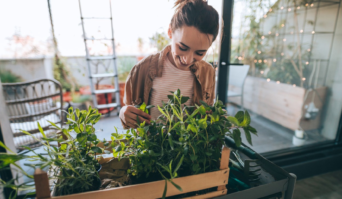 Harvesting Your Vegetables